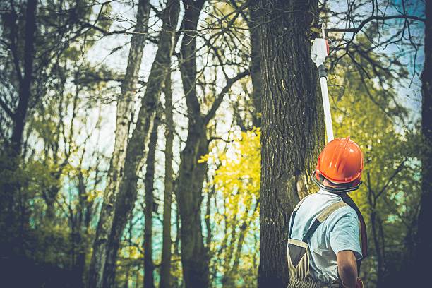 How Our Tree Care Process Works  in  Boonville, IN